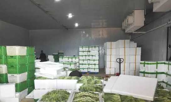 大蔥的冷庫保鮮技術步驟及注意事項 大蔥的冷庫保鮮技術步驟及注意事項