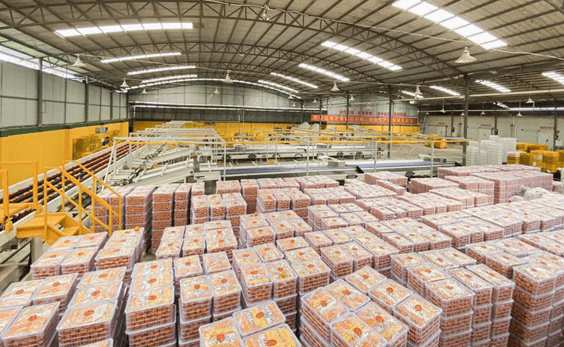 沃柑冷庫保鮮存儲技術方法