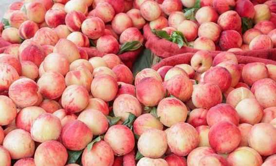 大批量桃子如何在保鮮冷庫中存儲(chǔ) 大批量桃子如何在保鮮冷庫中存儲(chǔ)