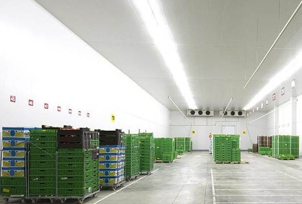 香蕉冷庫室催熟溫度是多少度