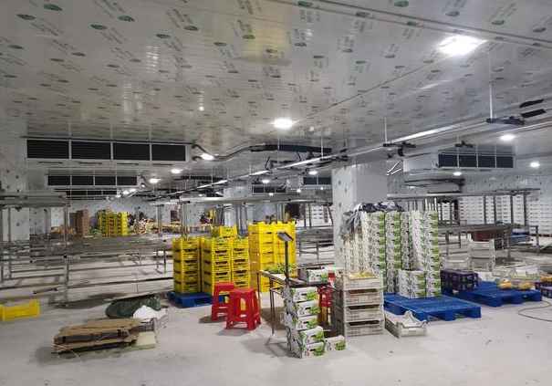 如何優化2000立方米柑橘冷庫的設計？