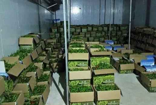 建一個500立方的青椒冷庫需要多少錢 建一個500立方的青椒冷庫需要多少錢